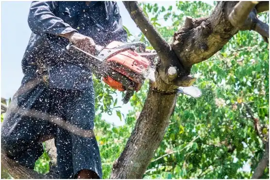 tree services Depew